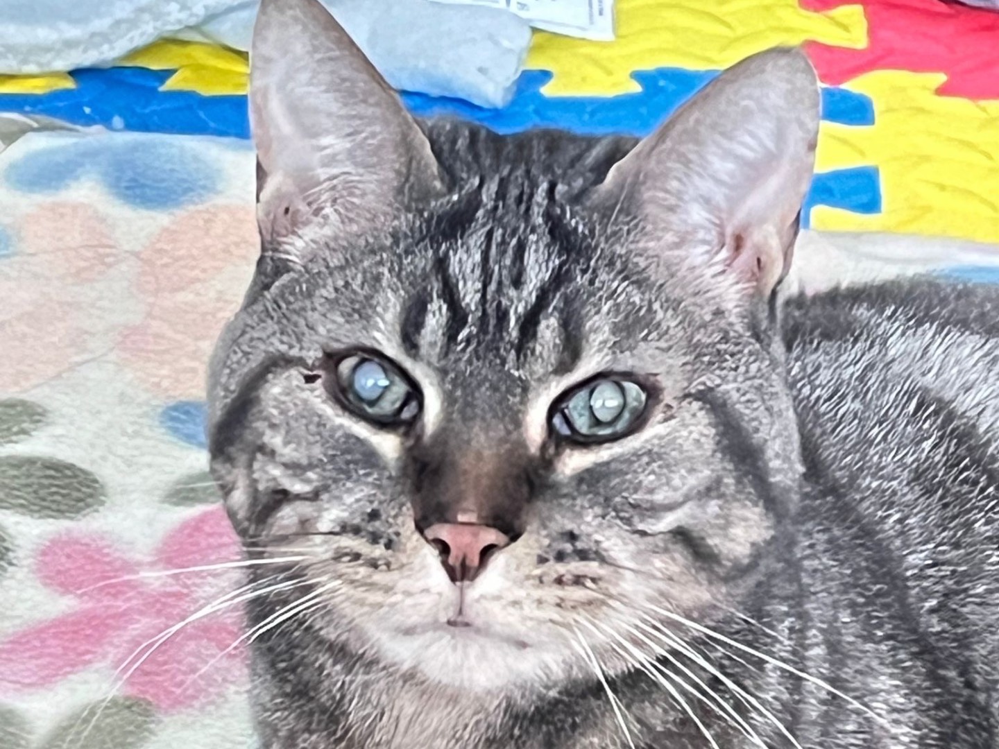 Adotta un gatto, maschio, 8 anni e 11 mesi, Milano