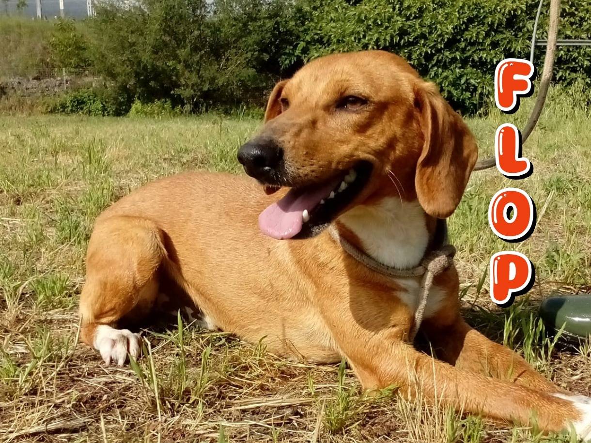 Adozione cane, maschio, Razza sconosciuta Razza sconosciuta, 2 anni e 1 mese, taglia media contenuta, Viterbo