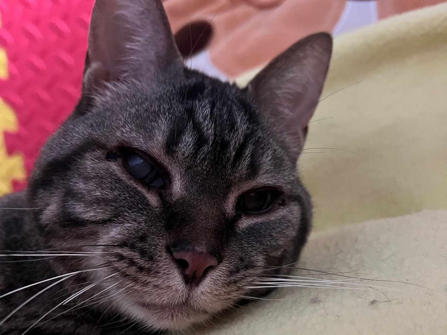Adotta un gatto, taglia non valida, maschio, Milano