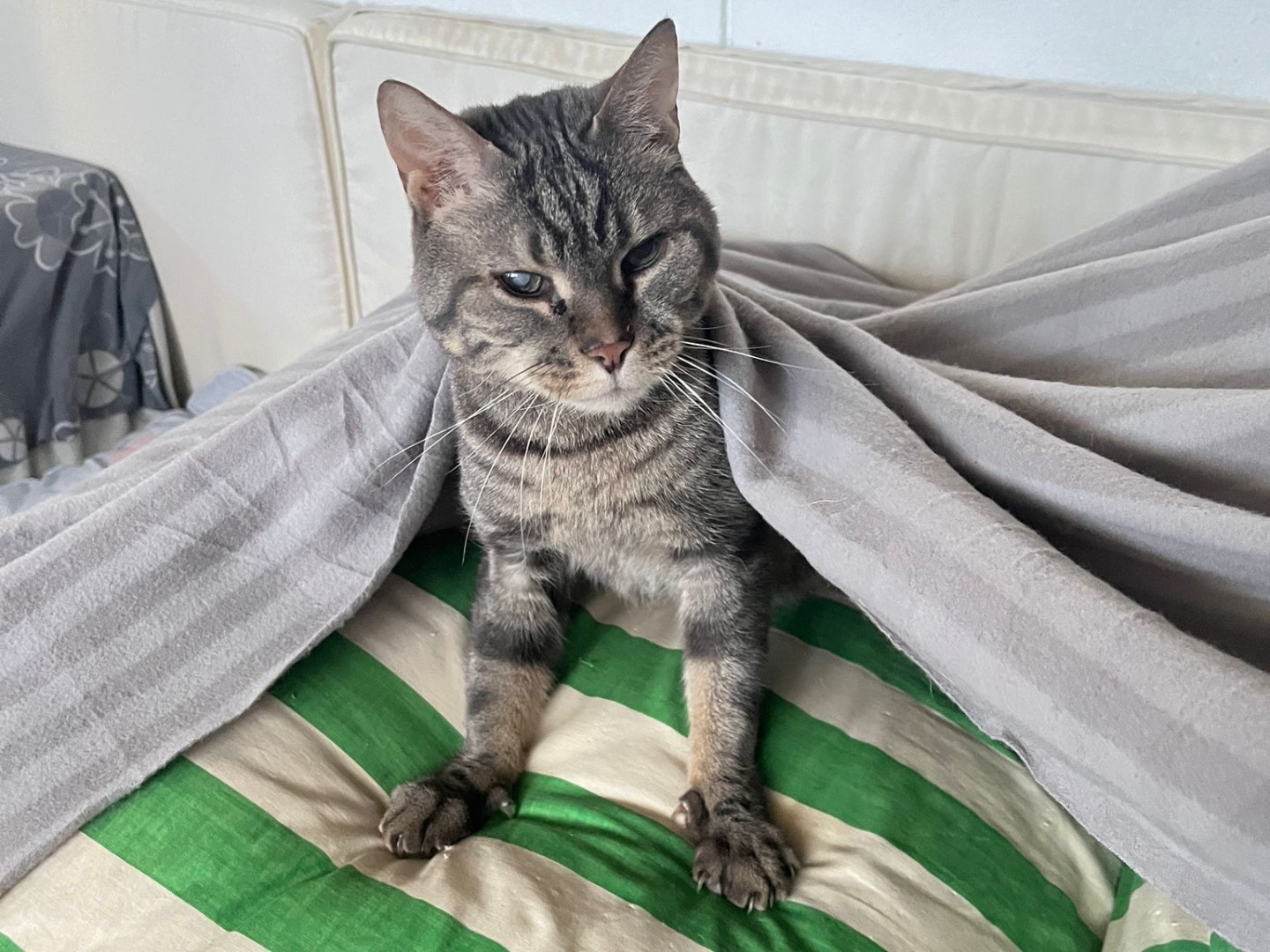 Adozione gatto, maschio, Razza sconosciuta Razza sconosciuta, 8 anni e 11 mesi, taglia non valida, Milano