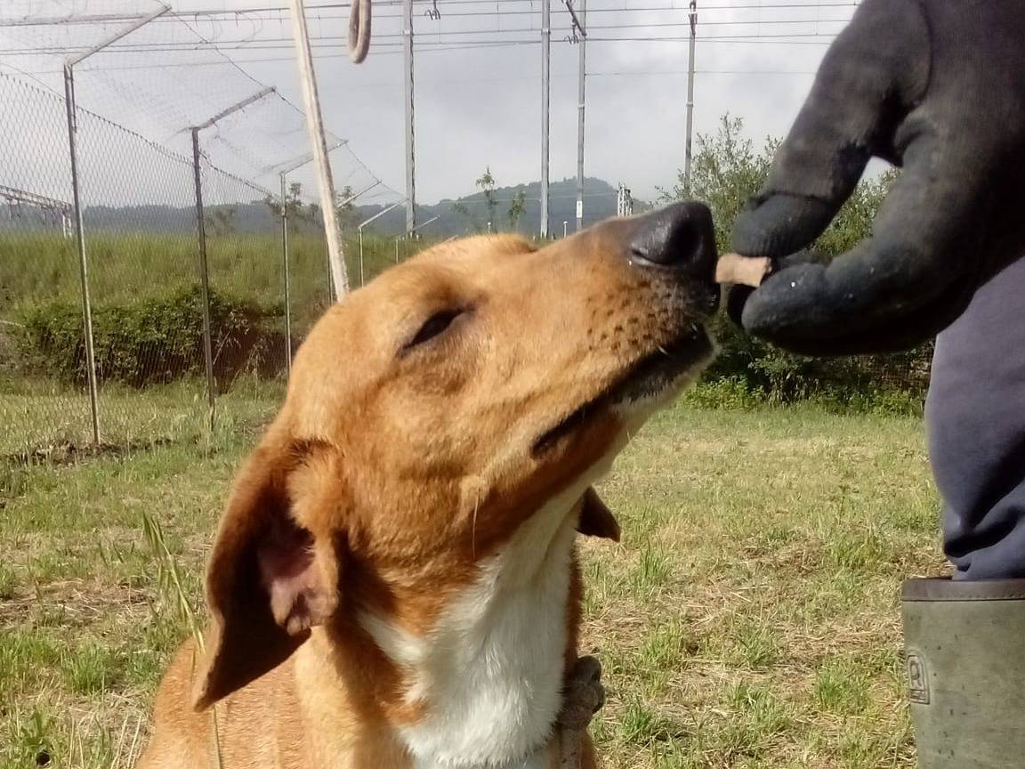 Adotta un cane, maschio, 2 anni e 1 mese, Viterbo