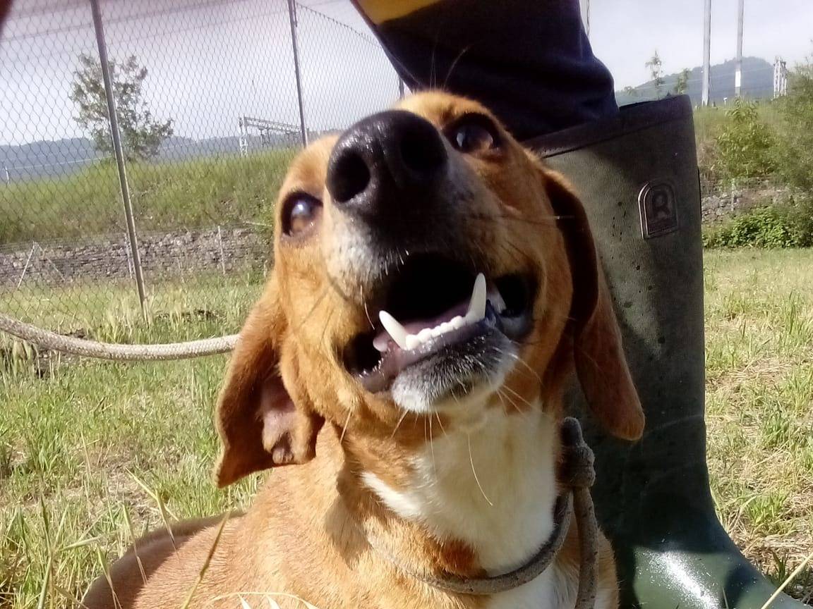 Adotta un cane, taglia media contenuta, maschio, Viterbo