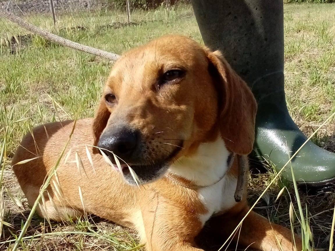 Vuoi adottare un cane a Viterbo?