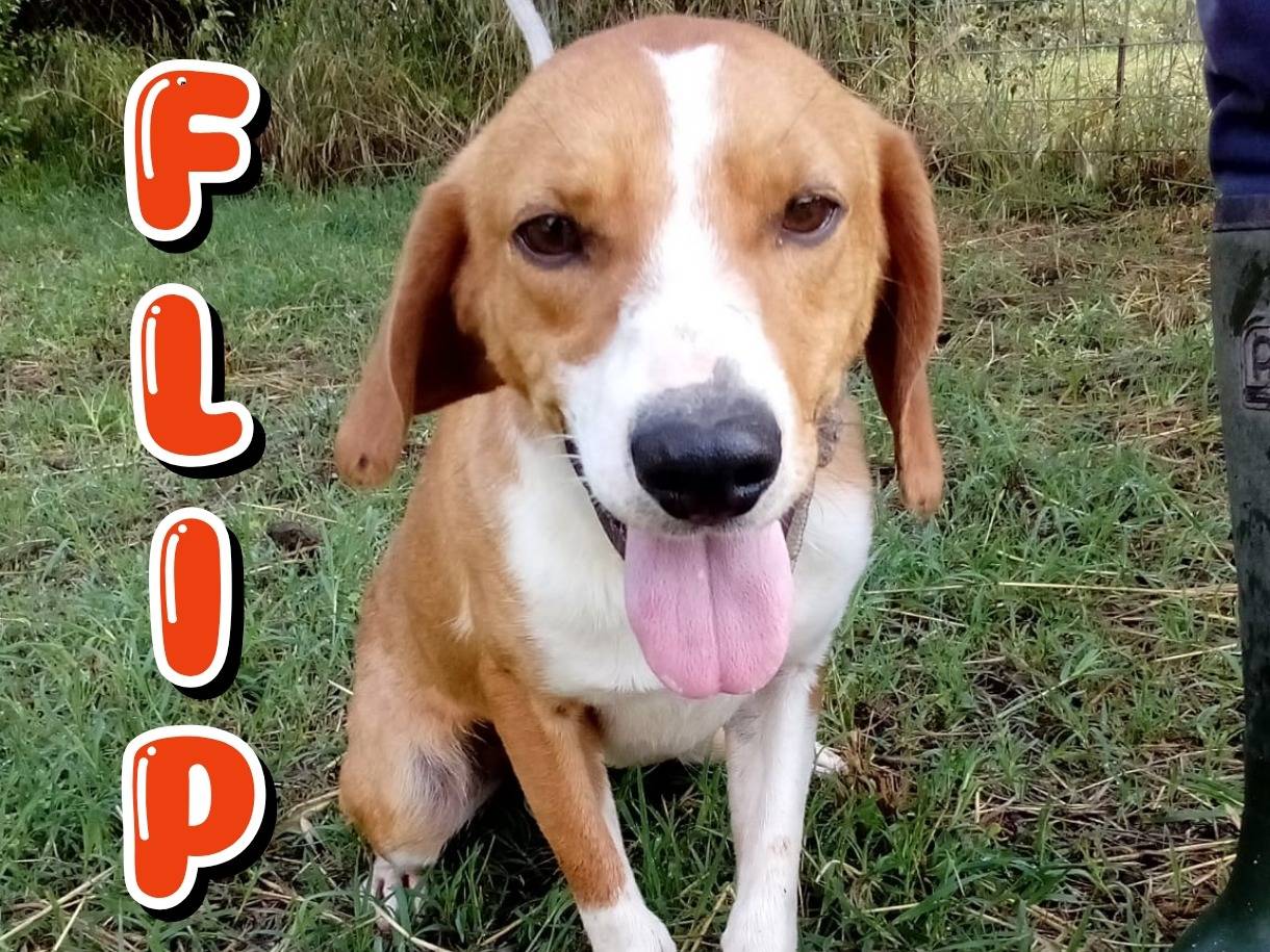 Adozione cane, maschio, Razza sconosciuta Razza sconosciuta, 2 anni e 1 mese, taglia media contenuta, Viterbo