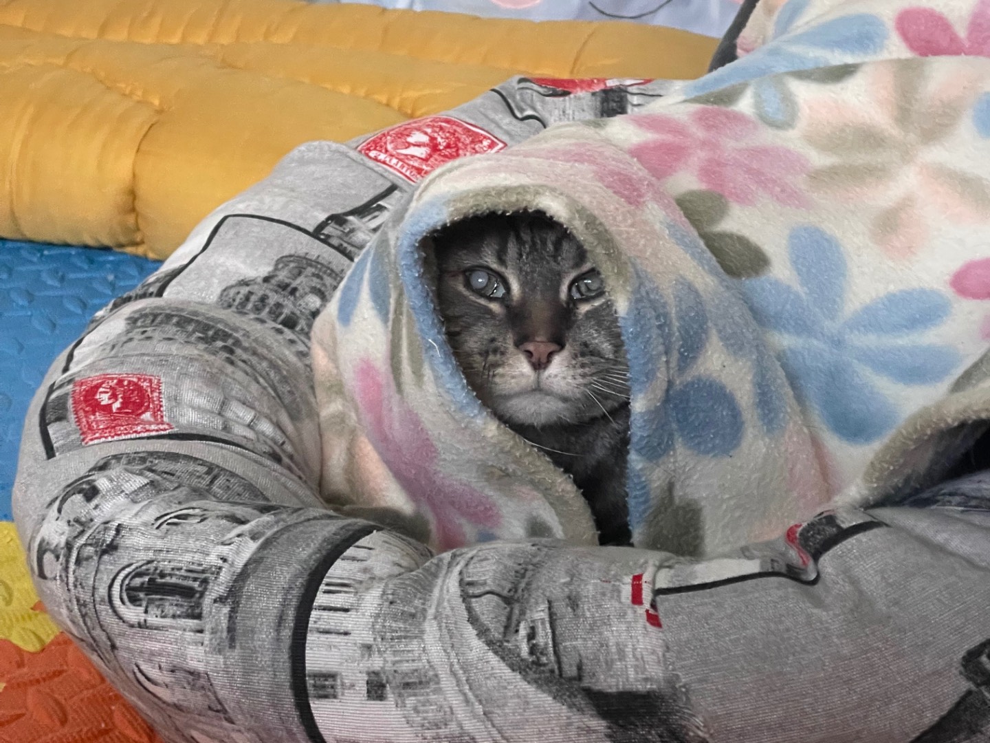 Vuoi adottare un gatto a Milano?