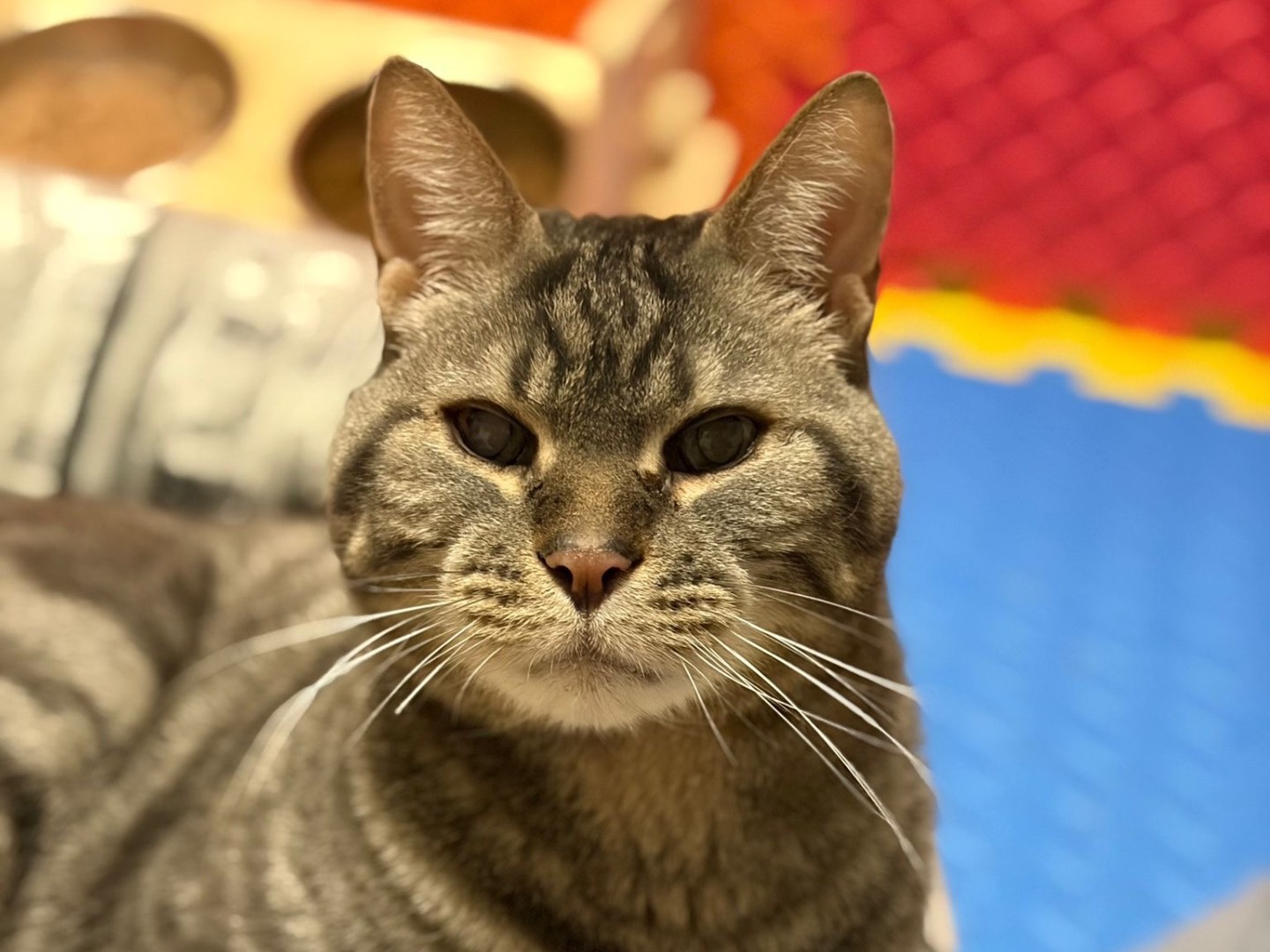 Adotta il gatto Paul  a Milano