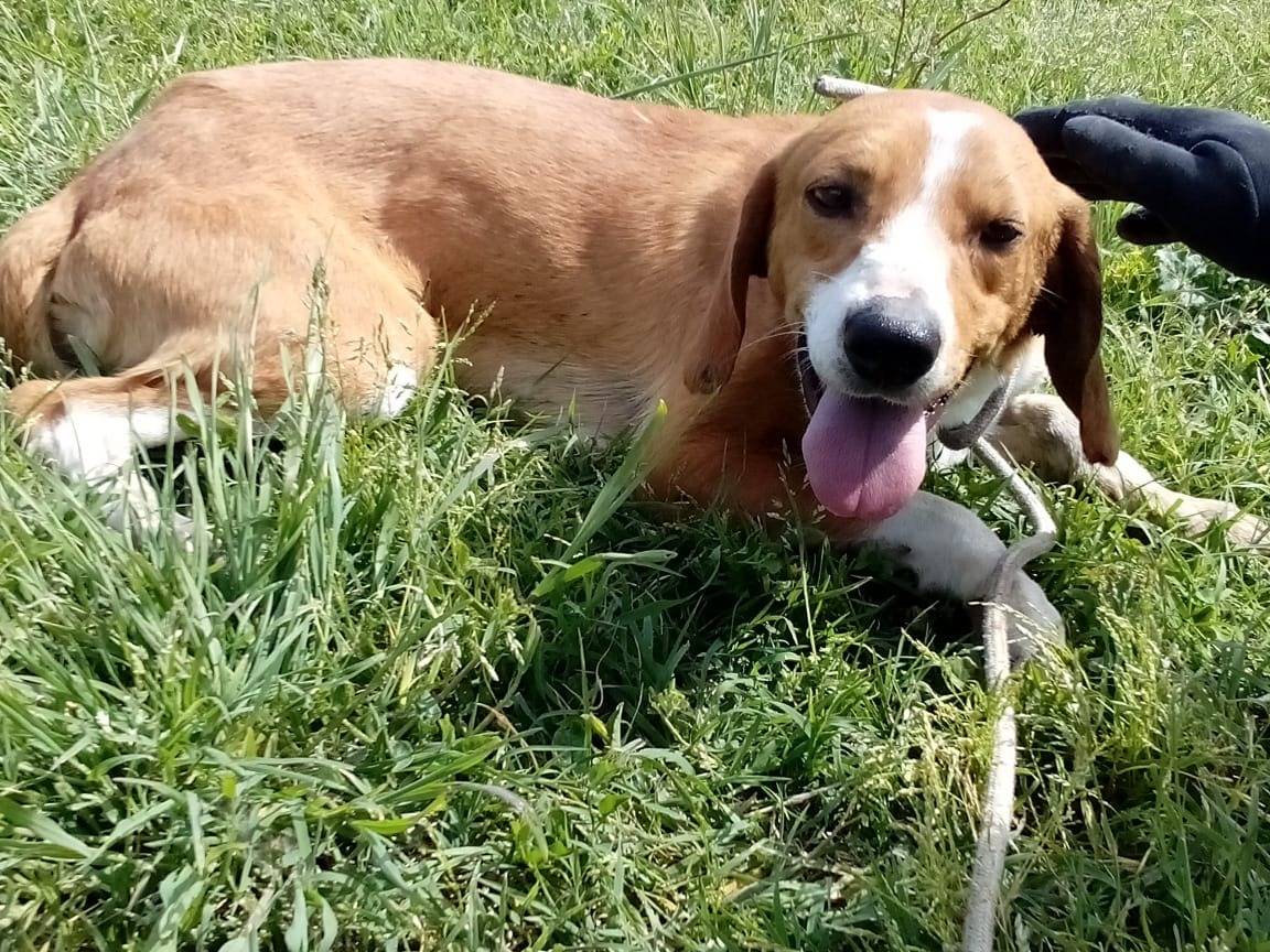 Adotta un cane, taglia media contenuta, maschio, Viterbo