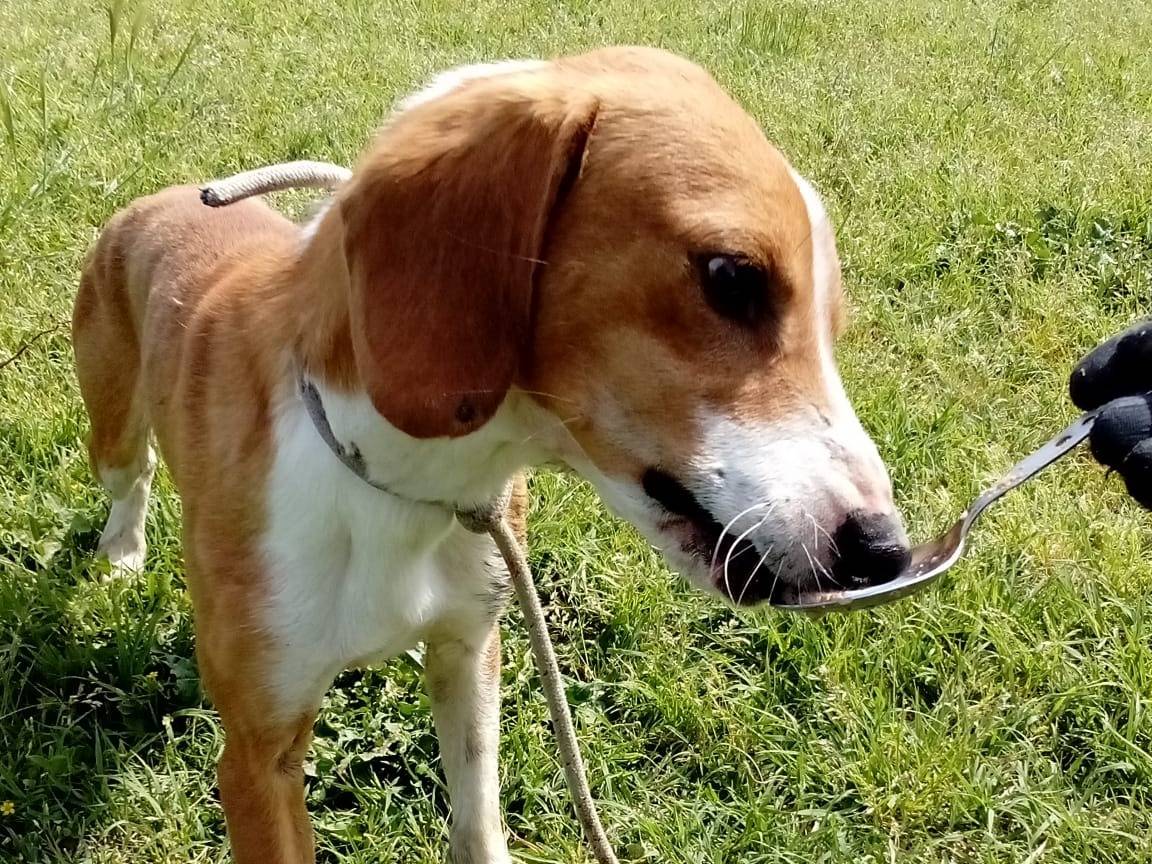 Vuoi adottare un cane a Viterbo?
