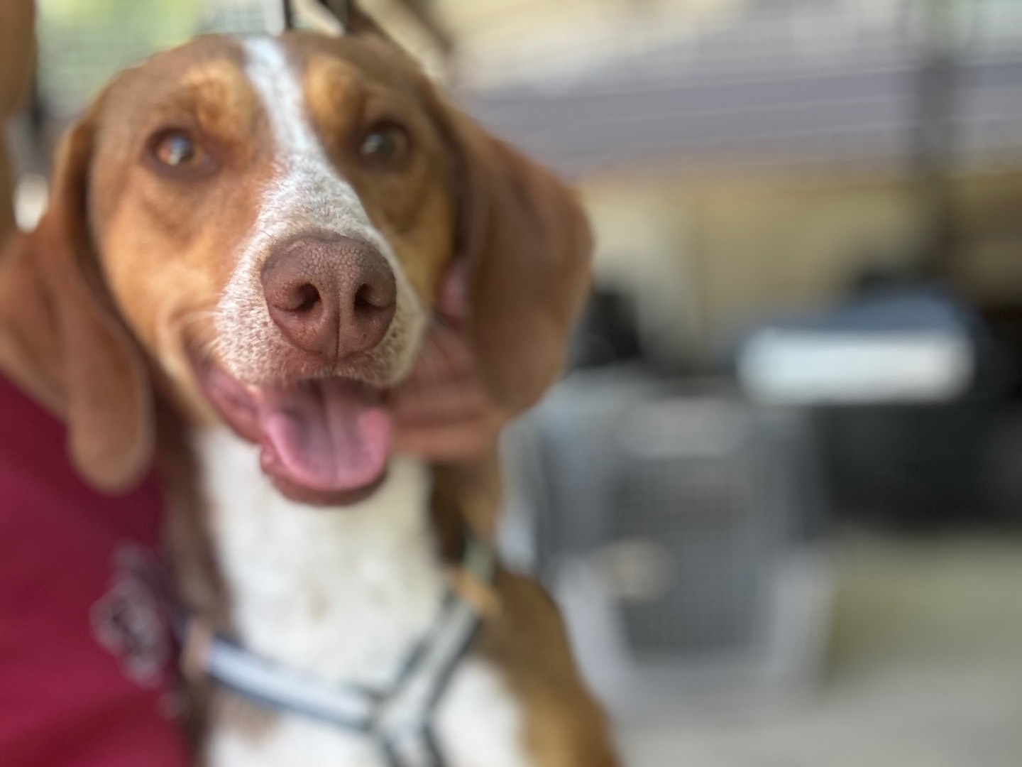 Adozione cane, maschio, Segugio Razza sconosciuta, 11 mesi, taglia media contenuta, Salerno