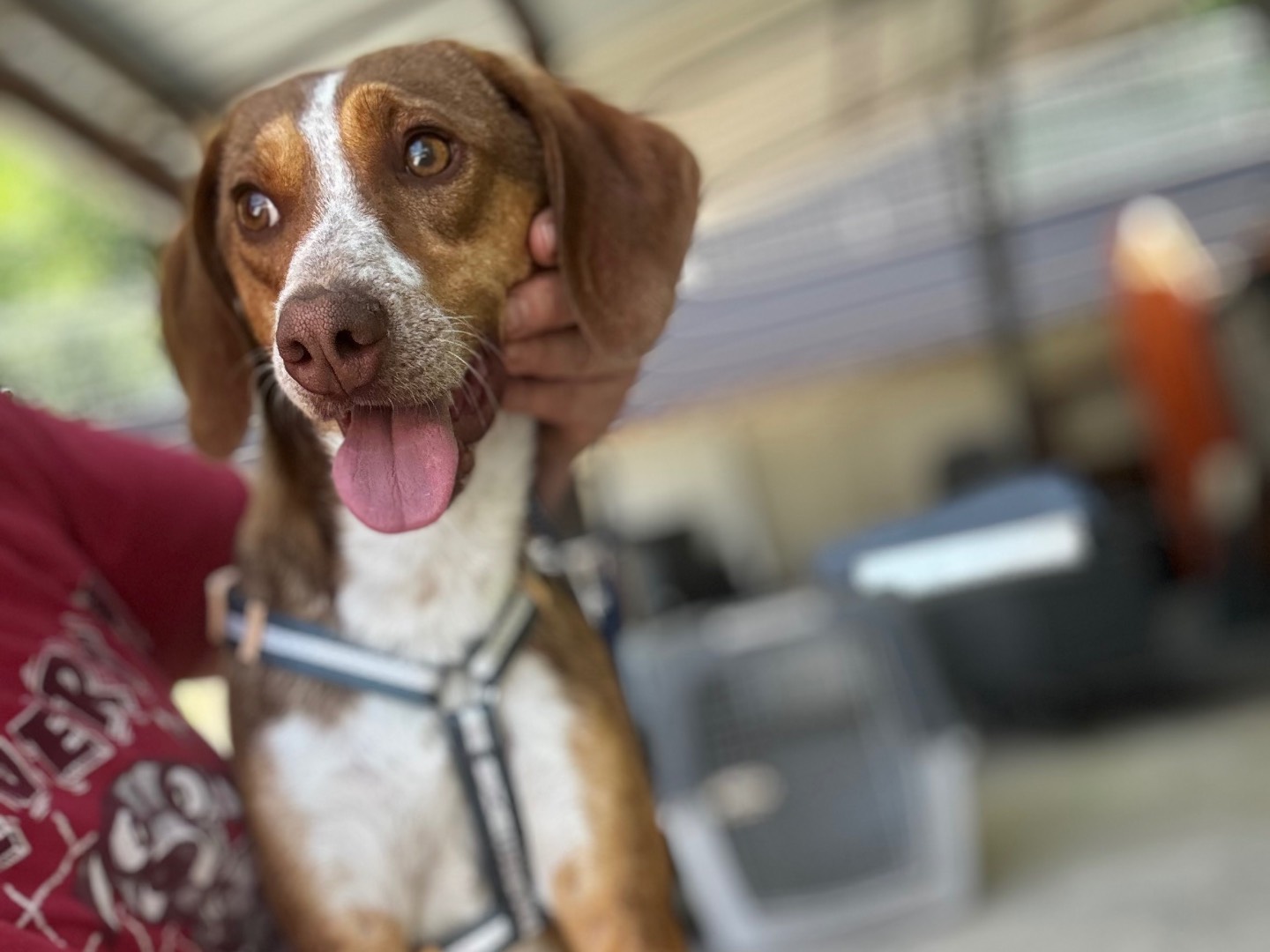 Vuoi adottare un cane a Salerno?