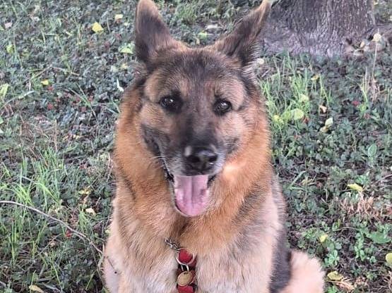 Adozione cane, femmina, Razza sconosciuta Razza sconosciuta, 10 anni e 6 mesi, taglia media, Milano