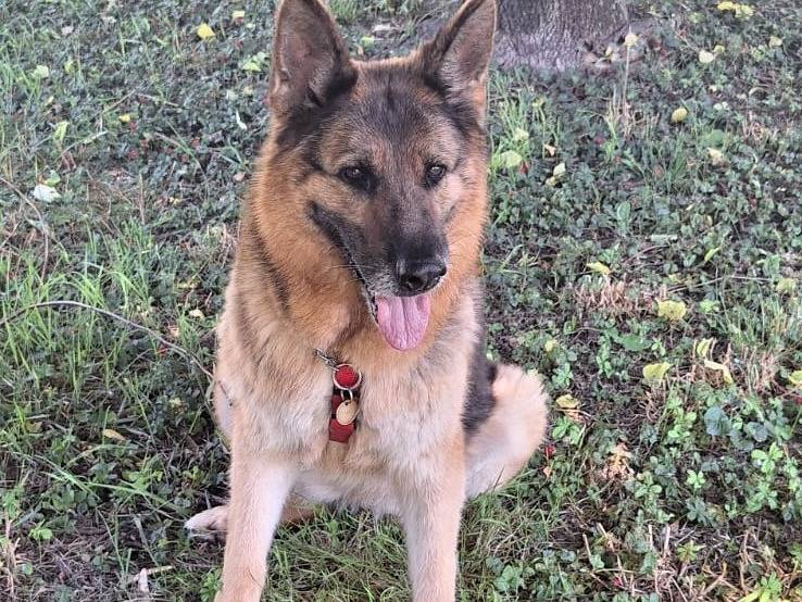 Adotta un cane, femmina, 10 anni e 6 mesi, Milano