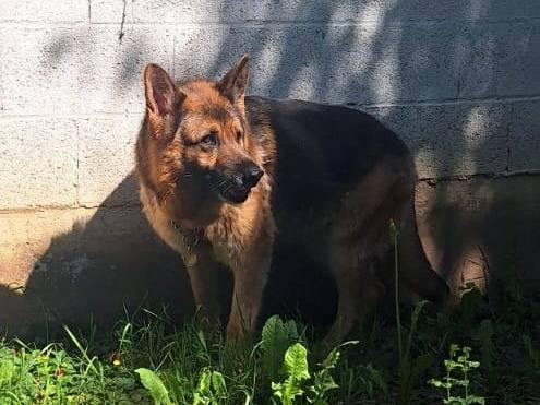 Adotta un cane, taglia media, femmina, Milano