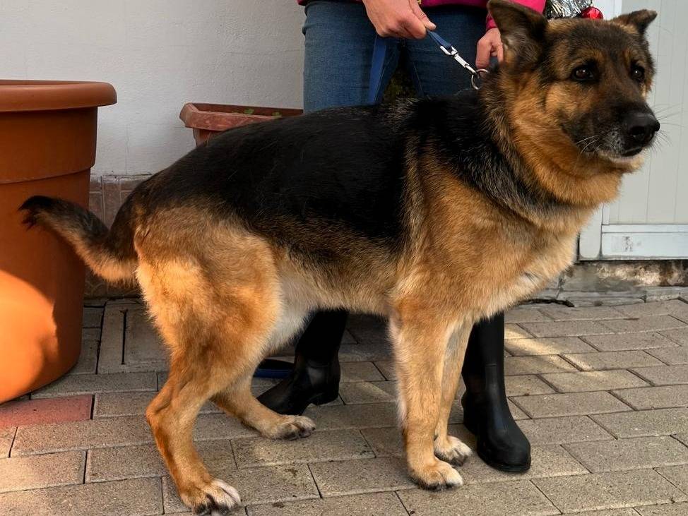Adotta il cane FEDE a Milano