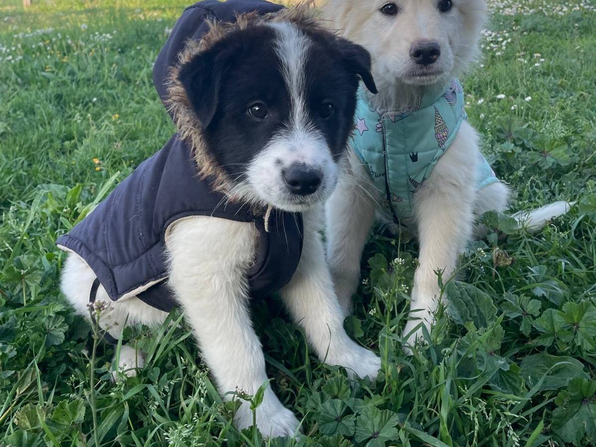 Adozione cane, maschio, Razza sconosciuta Razza sconosciuta, 2 mesi, taglia media, Pescara