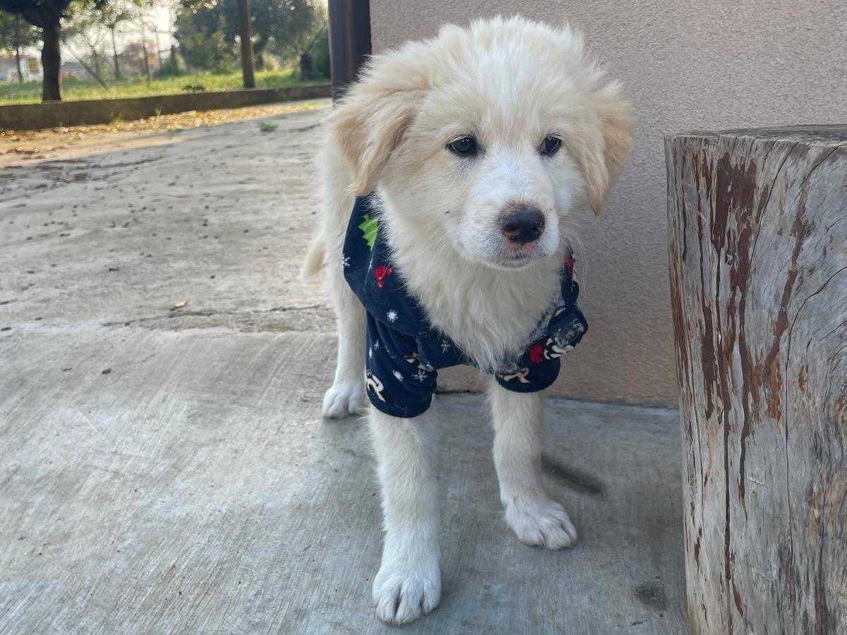 Adozione cane, maschio, Razza sconosciuta Razza sconosciuta, 3 mesi, taglia media, Pescara