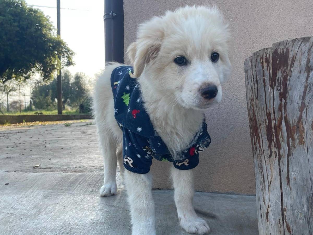 Adotta un cane, maschio, 3 mesi, Pescara