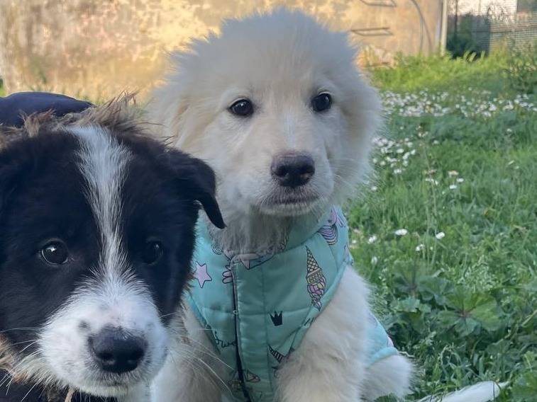 Adotta un cane, taglia media, maschio, Pescara