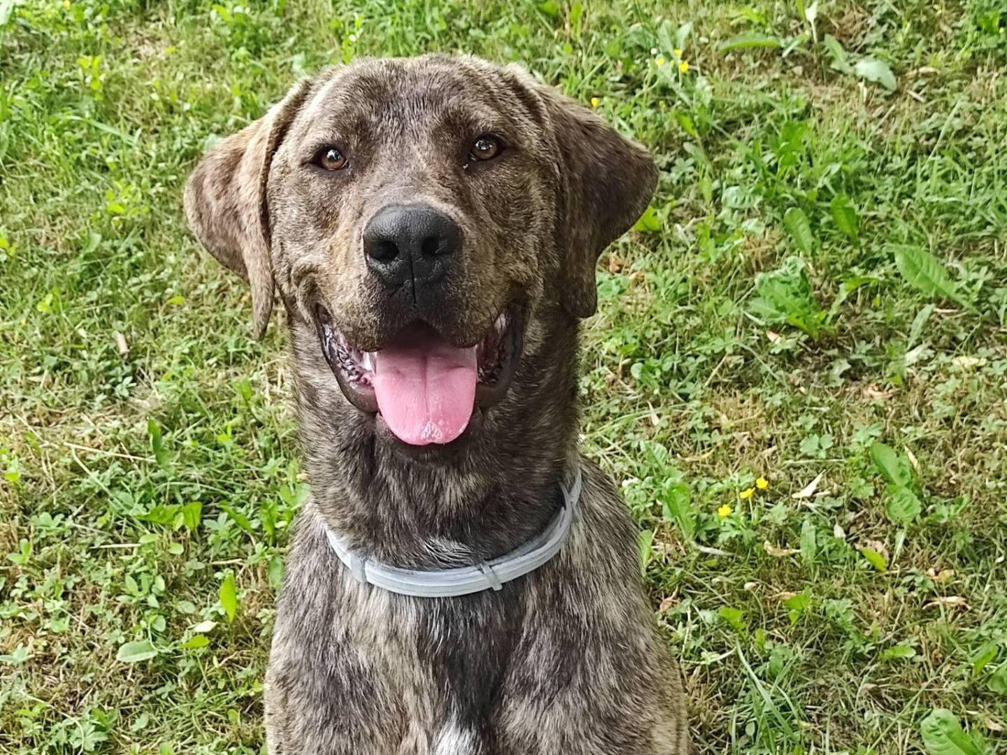 Adozione cane, maschio, Corso Razza sconosciuta, 1 anno, taglia gigante, Treviso