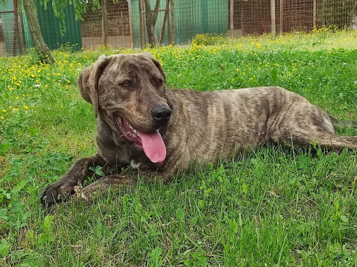 Adotta un cane, taglia gigante, maschio, Treviso