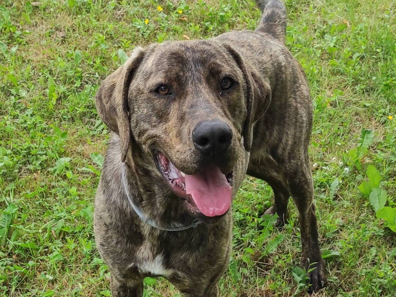 Vuoi adottare un cane a Treviso?