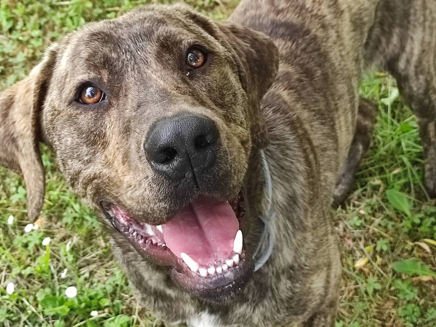 Adotta il cane Johnny a Treviso