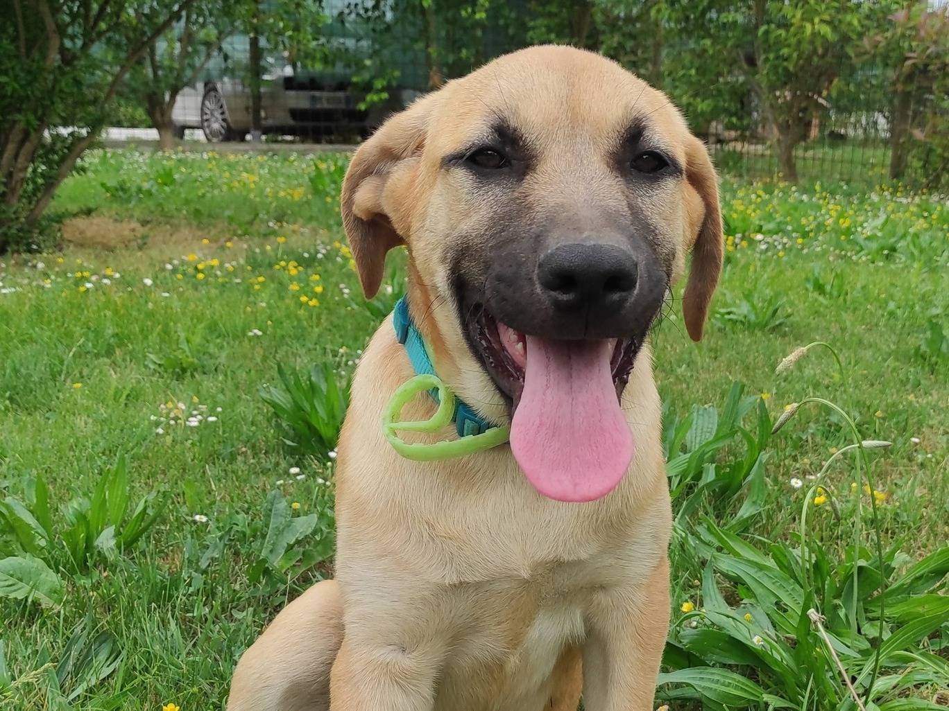 Adotta un cane, maschio, 4 mesi, Treviso
