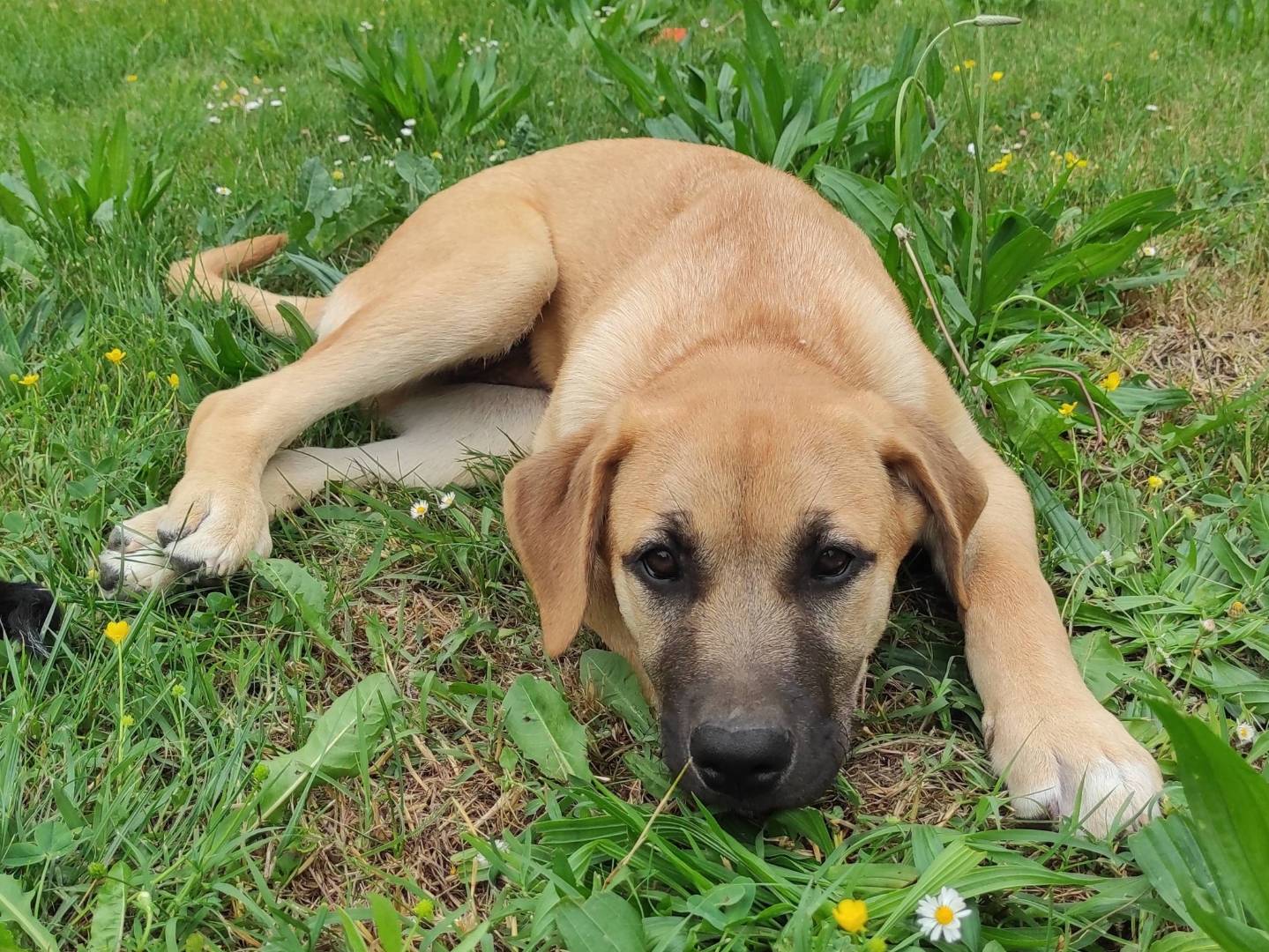 Adotta un cane, taglia media, maschio, Treviso
