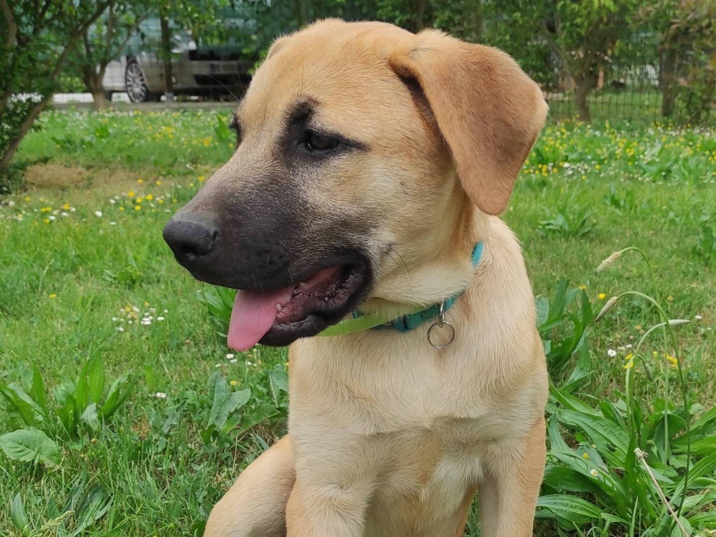 Vuoi adottare un cane a Treviso?