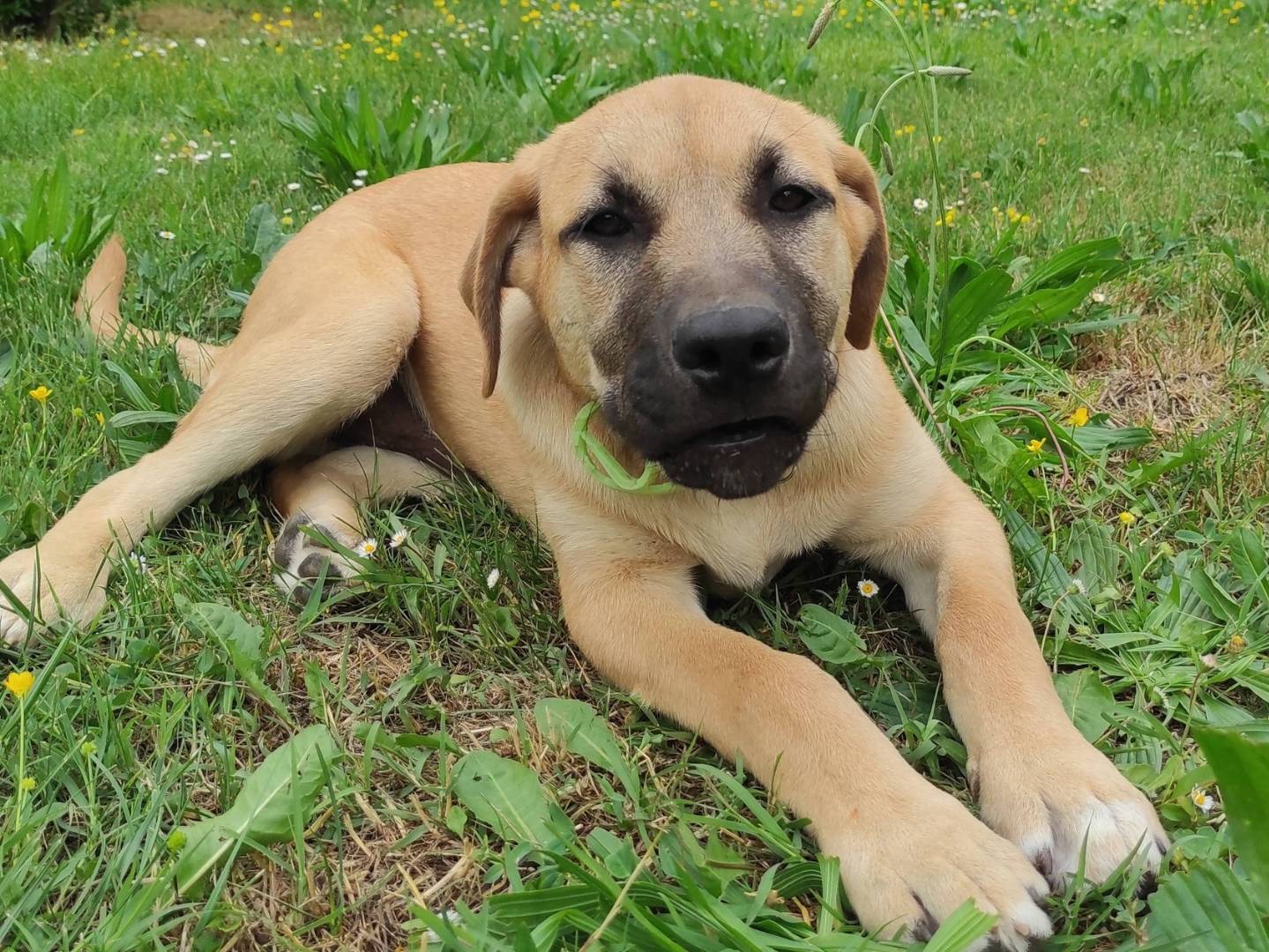 Adotta il cane Oliver a Treviso
