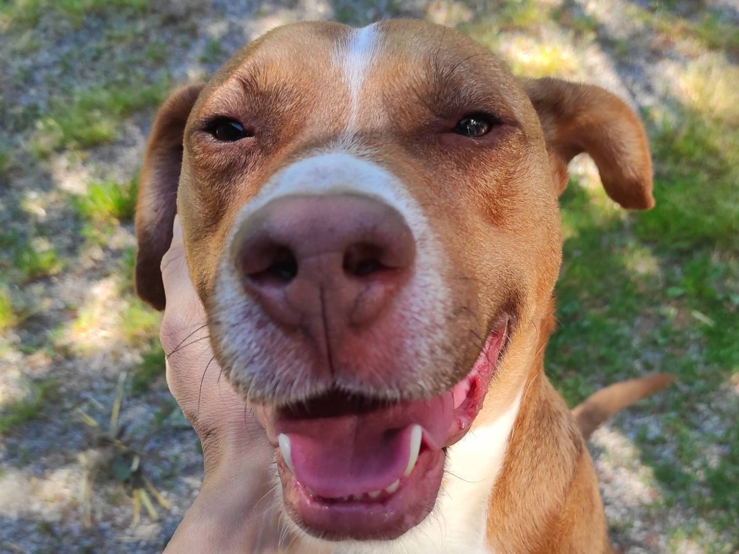 Adozione cane, maschio, Pitbull Razza sconosciuta, 1 anno e 4 mesi, taglia media, Treviso