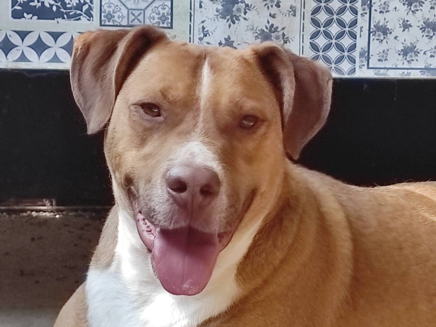 Adotta un cane, maschio, 1 anno e 4 mesi, Treviso