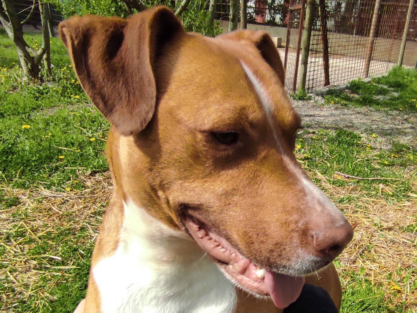 Vuoi adottare un cane a Treviso?