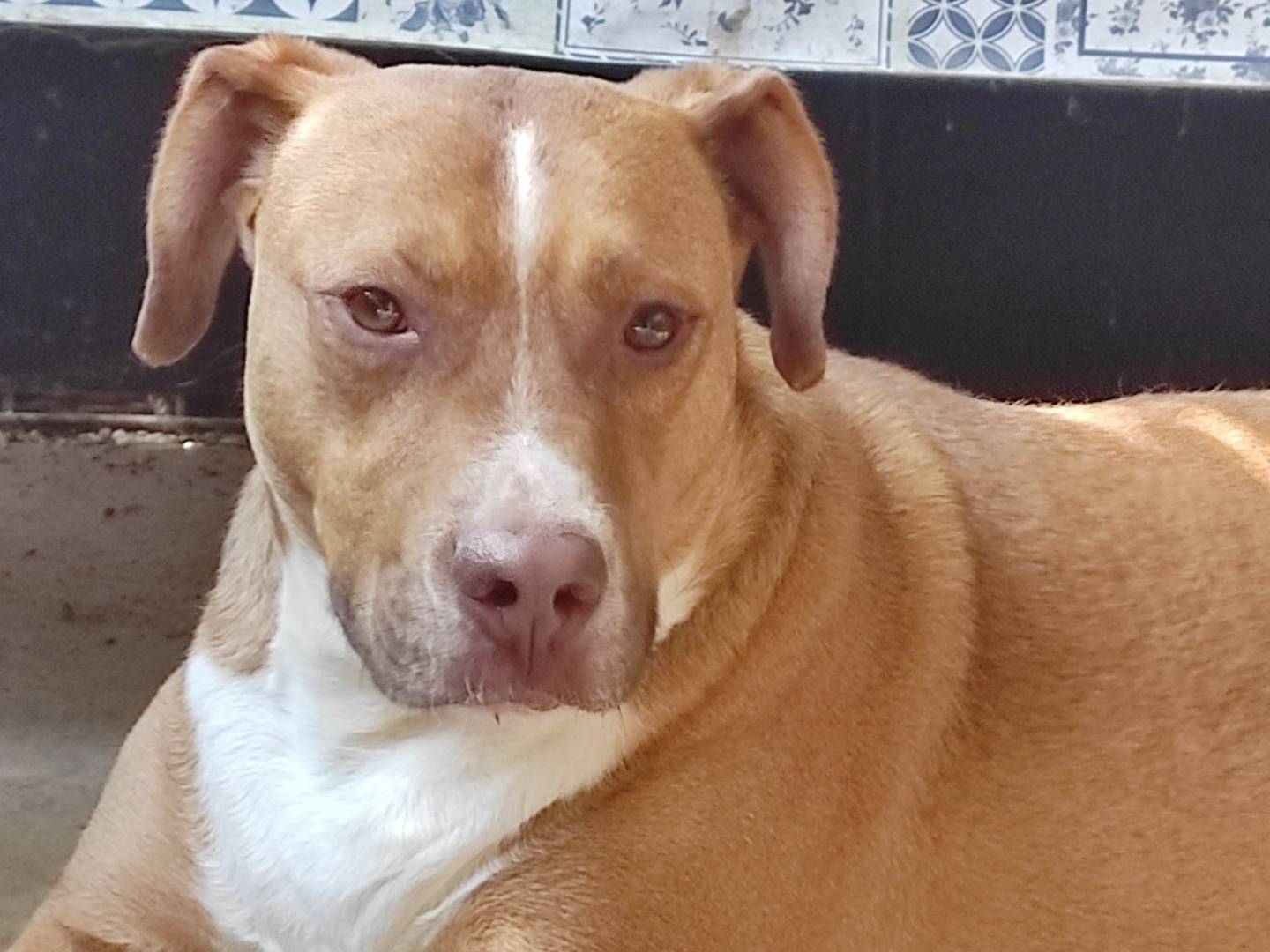 Adotta il cane Jack a Treviso