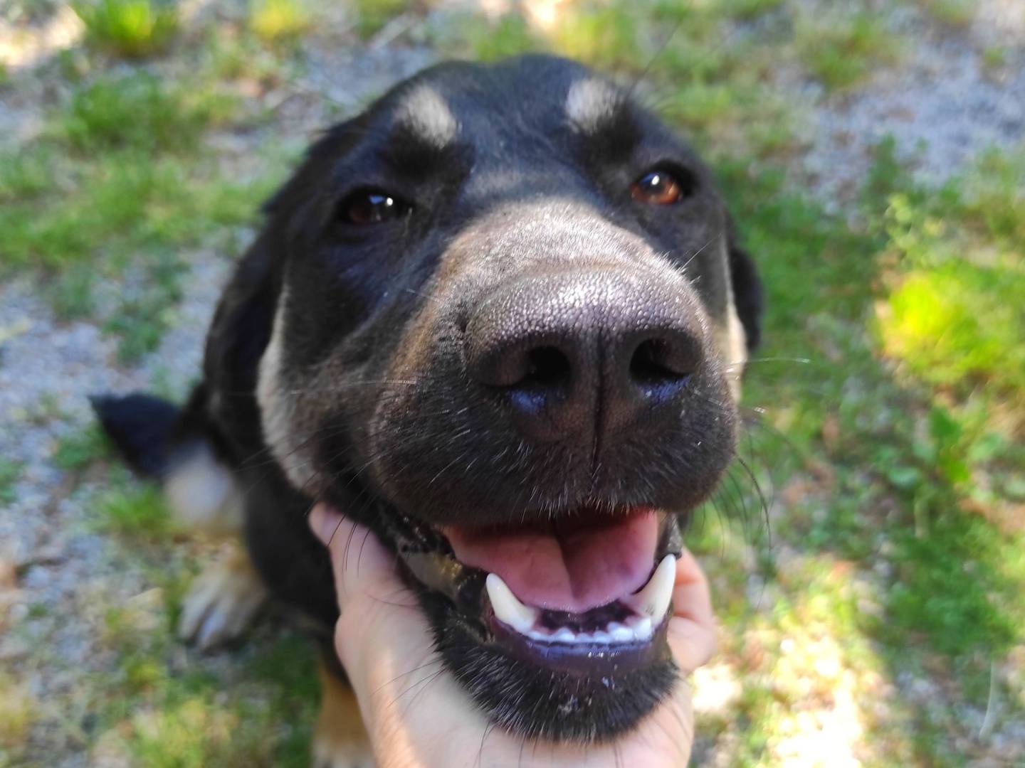Adozione cane, femmina, Pastore tedesco Razza sconosciuta, 7 mesi, taglia media contenuta, Treviso