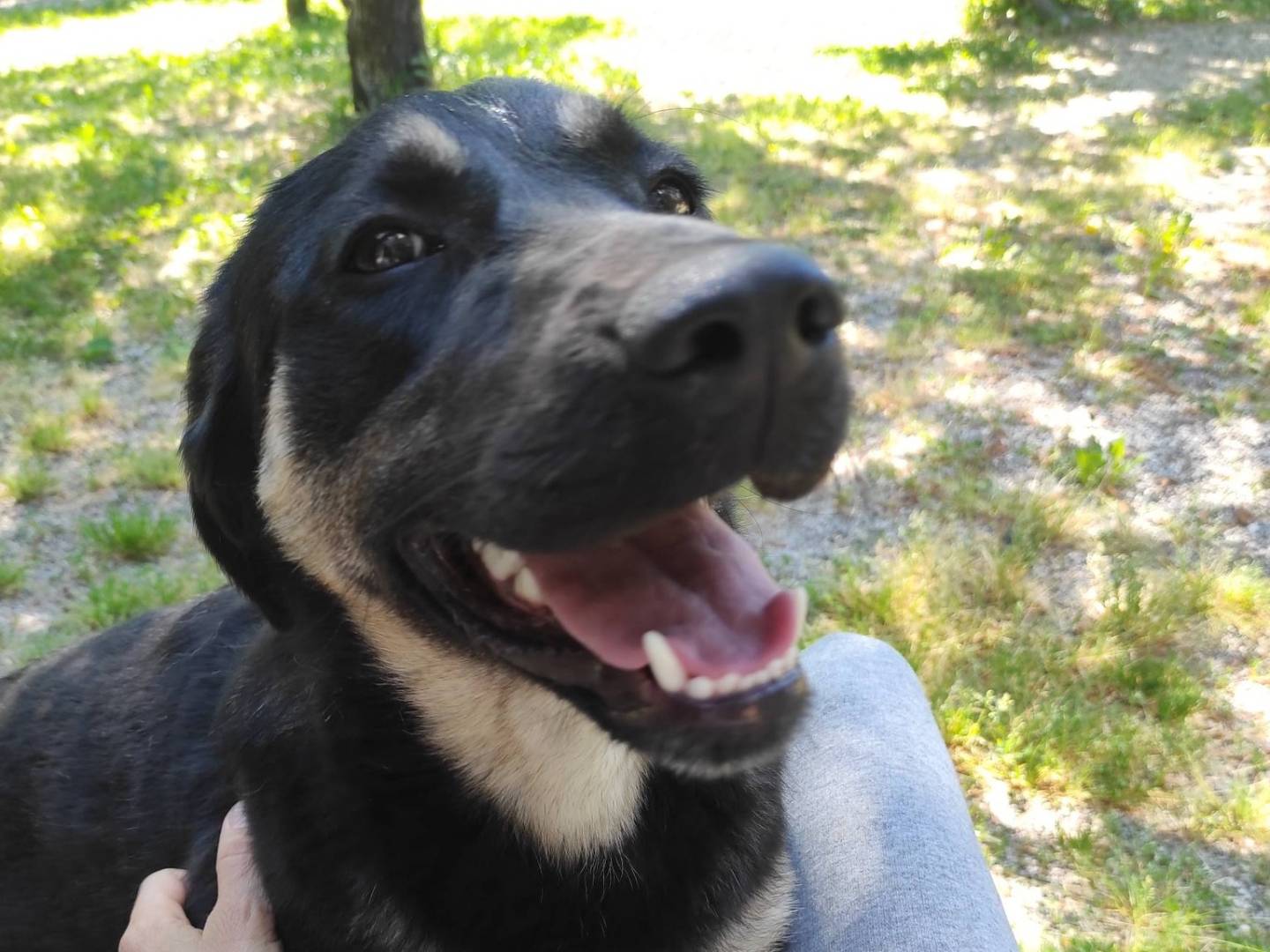 Adotta un cane, femmina, 7 mesi, Treviso