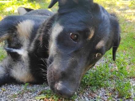Adotta un cane, taglia media contenuta, femmina, Treviso