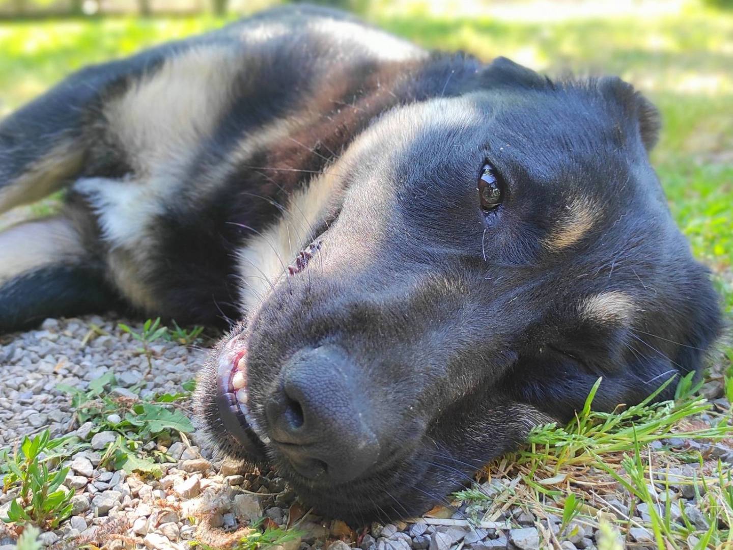 Vuoi adottare un cane a Treviso?