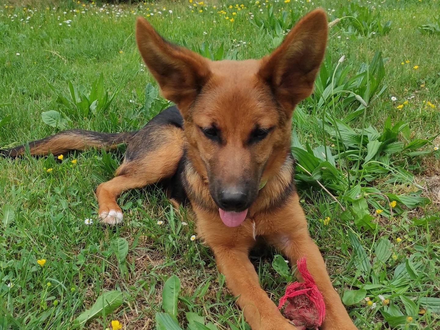 Adotta un cane, femmina, 4 mesi, Treviso