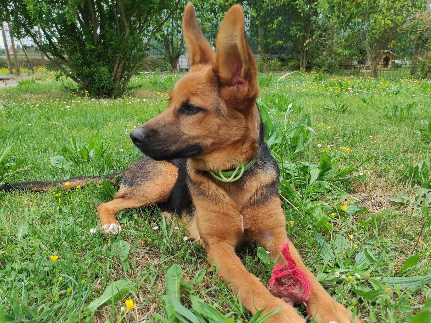 Vuoi adottare un cane a Treviso?