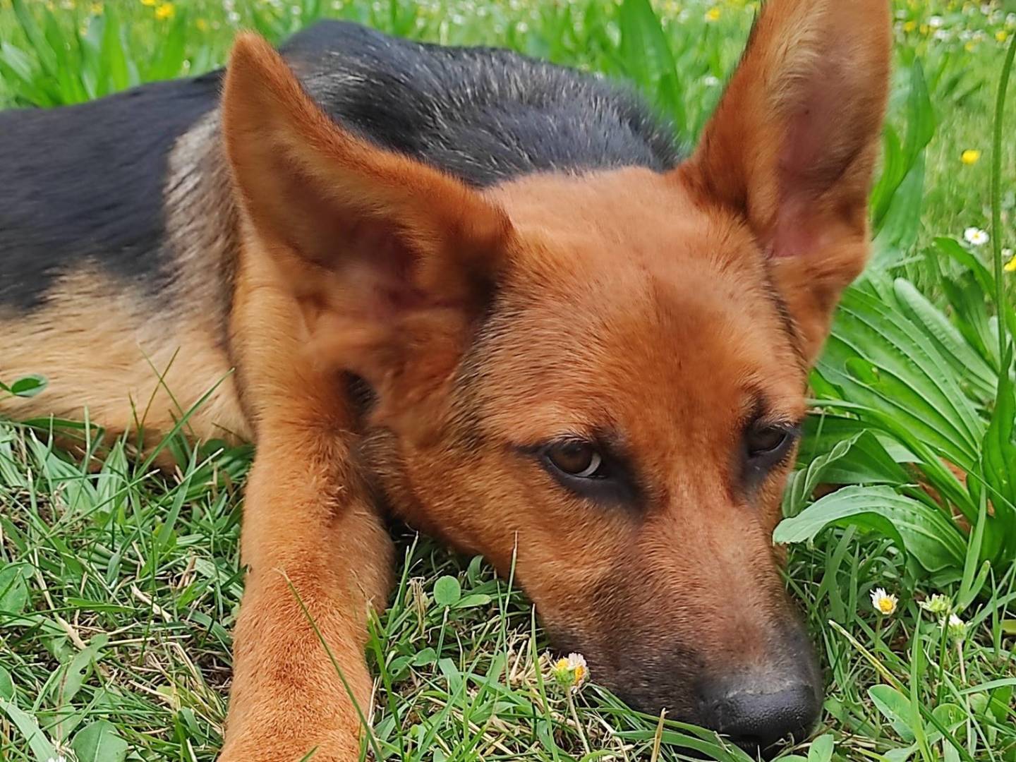 Adotta il cane Polly a Treviso