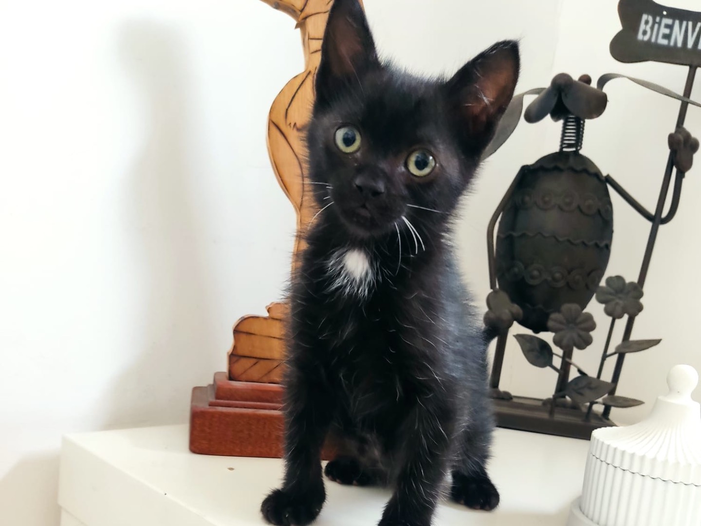 Adozione gatto, maschio, Razza sconosciuta Razza sconosciuta, 2 mesi, taglia non valida, Milano