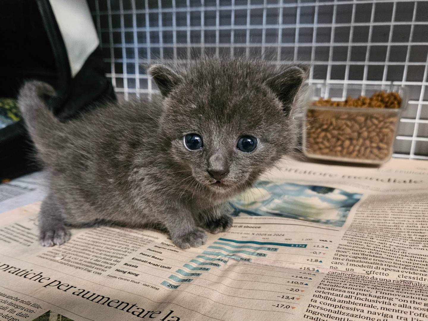 Adozione gatto, maschio, Razza sconosciuta Razza sconosciuta, 1 mesi, taglia non valida, Milano
