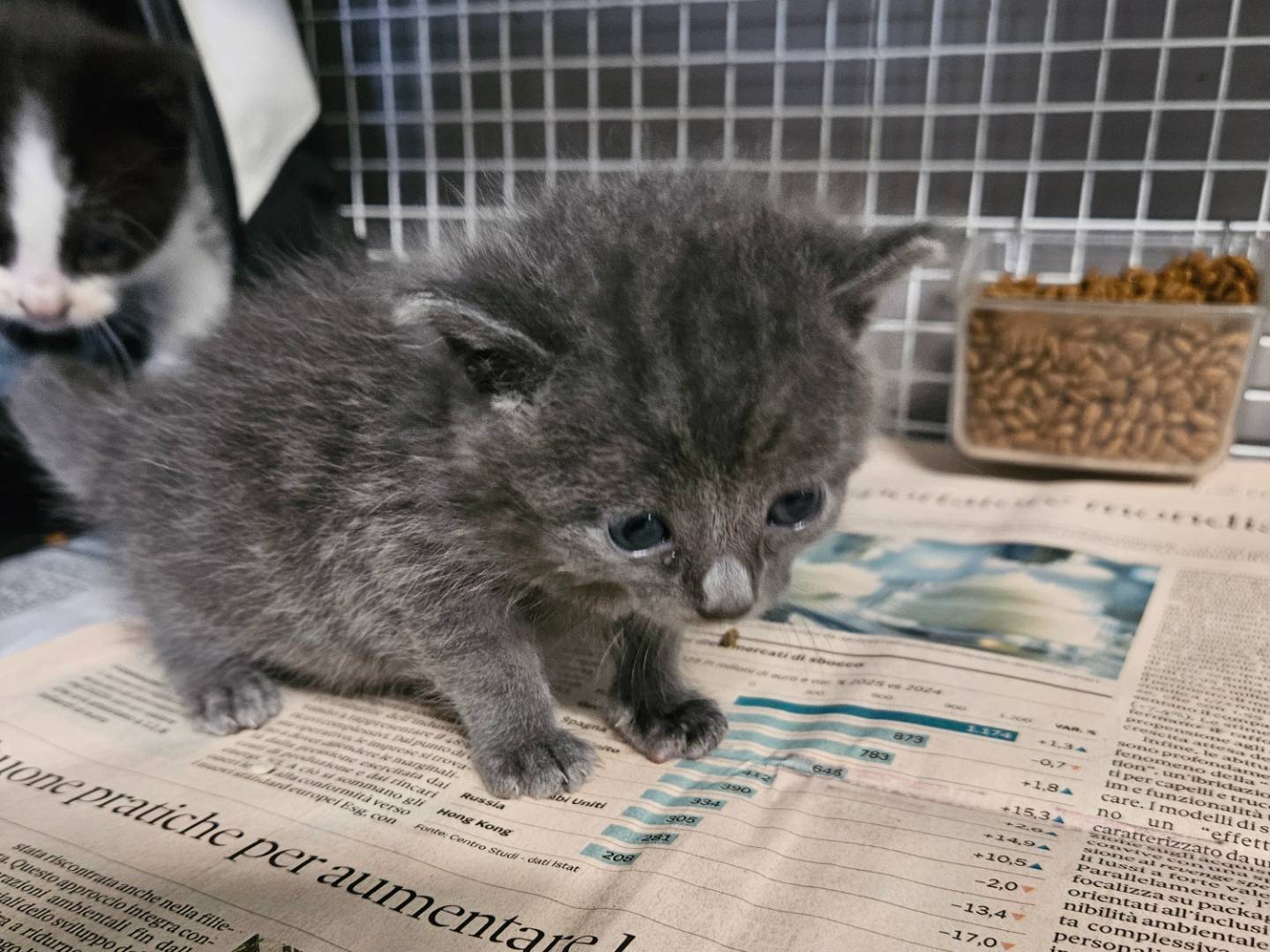 Adotta un gatto, maschio, 1 mesi, Milano