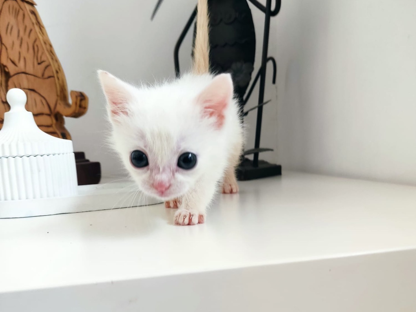 Adozione gatto, maschio, Razza sconosciuta Razza sconosciuta, 1 mesi, taglia non valida, Alessandria
