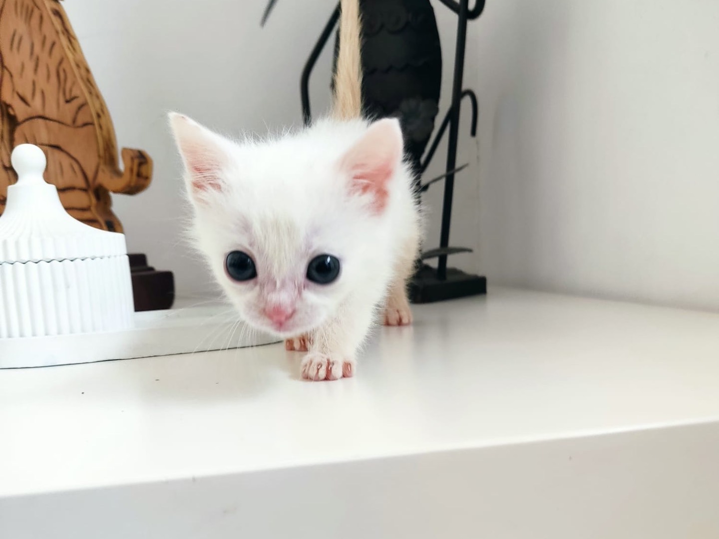 Adozione gatto, maschio, Razza sconosciuta Razza sconosciuta, 1 mesi, taglia non valida, Bergamo