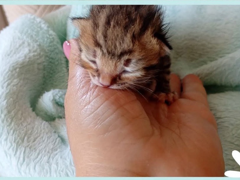 Adozione gatto, maschio, Razza sconosciuta Razza sconosciuta, 3 settimane, taglia non valida, Belluno