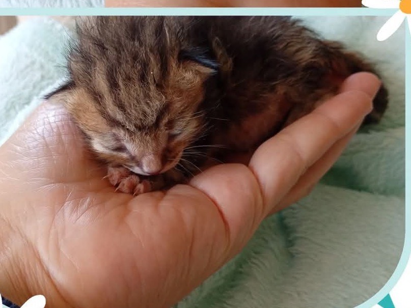 Adozione gatto, maschio, Razza sconosciuta Razza sconosciuta, 3 settimane, taglia non valida, Bologna
