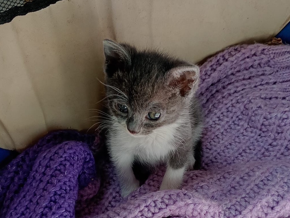 Adozione gatto, femmina, Razza sconosciuta Razza sconosciuta, 1 mesi, taglia non valida, Milano