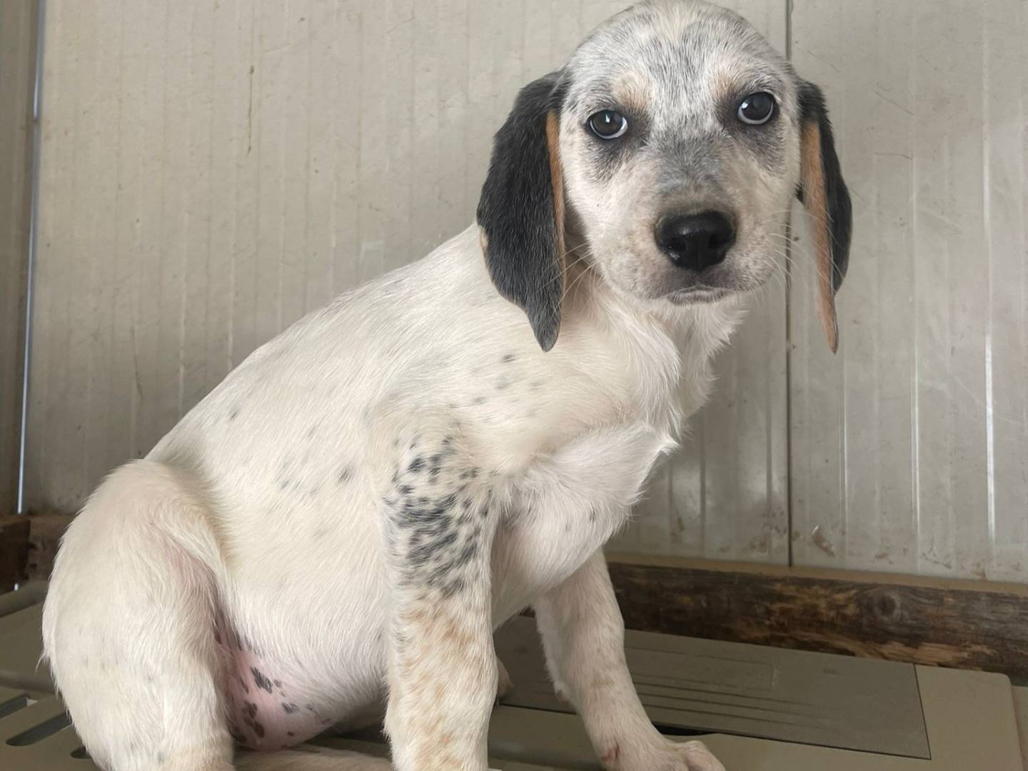 Adotta un cane, femmina, 3 mesi, Frosinone